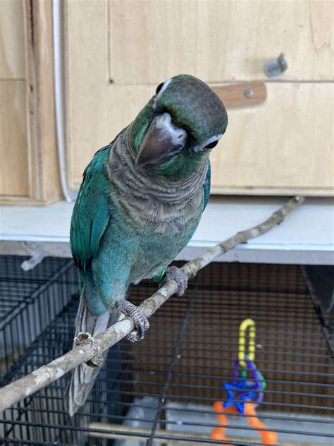 Turquoise Green Cheek Dna Female