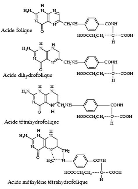 Acide Folique Pharmacorama