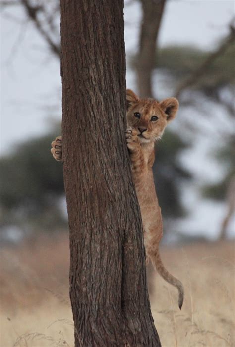 Lion Conservation Management | Lions