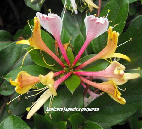 Purple Leaf Honeysuckle Lonicera Japonica Purpurea 125mm Weslor