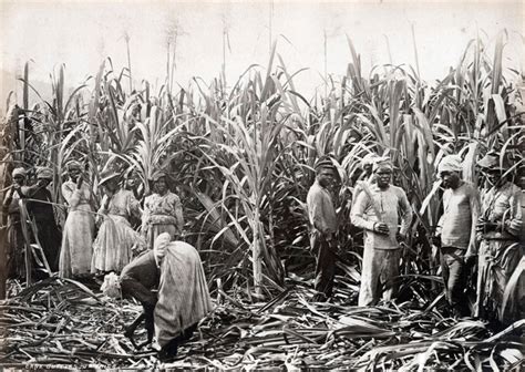 Tracy K. Smith: Photo of Sugar Cane Plantation Workers, Jamaica, 1891 ...