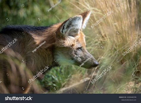 Closeup Portrait Maned Wolf Stock Photo 2200448799 | Shutterstock