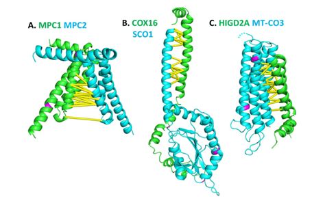 Alphafold2 Structural Models Of Protein Complexes With Predicted