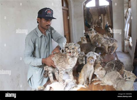 Sindh Wildlife Department Official Shows Seized Preserved Animal That