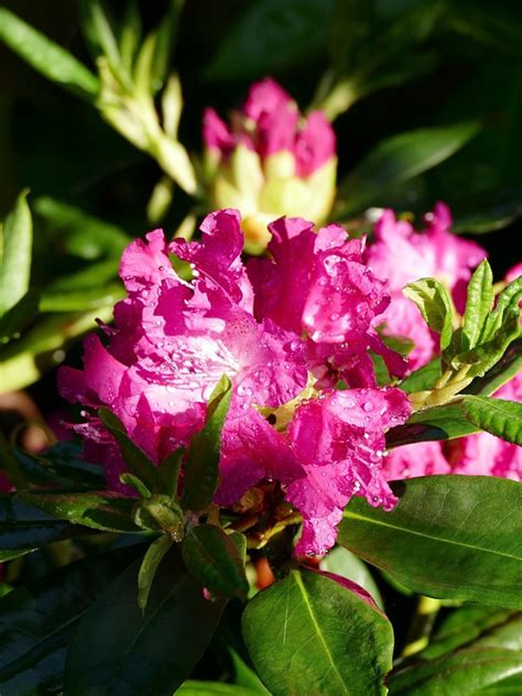 Flower Rhododendron Pink - Free photo on Pixabay - Pixabay