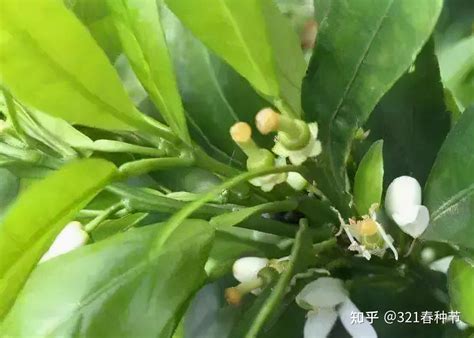 柑橘春梢如何促花保果？这里有管理方案（珍藏篇），不看太亏了 知乎