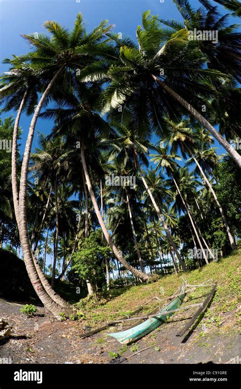 Black Sand Beach With Boat And Coconut Trees Mainland Opposite Lembeh