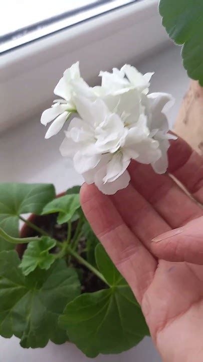 Пеларгония белая махровая Нано - YouTube