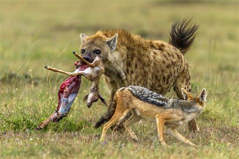 Digital Safari What Do Jackals Eat Cgtn