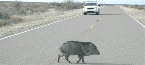 Javelina Bite Wound