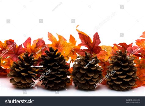 Fall Leaves Pinecone Isolated On White Stock Photo Shutterstock