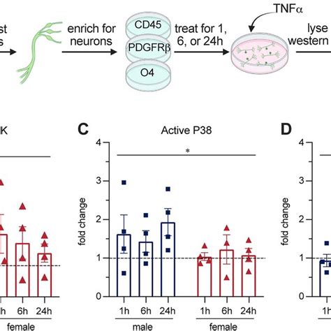 Sex Specific Activation Of The Tnfα Signaling Pathway In Vitro A