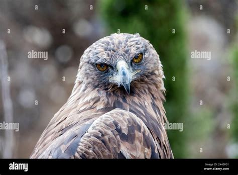 Majestic Birds Of Prey Stock Photo Alamy