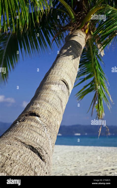 Single Palm Tree On White Sand Beach Boracay Island Philippines Stock