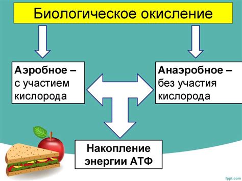 Обеспечение клеток энергией - презентация онлайн