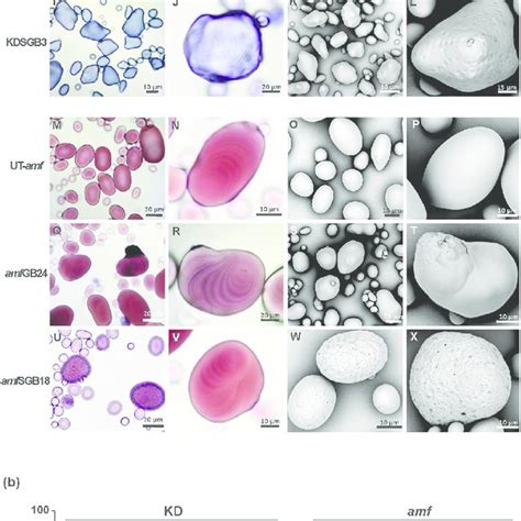 Granule Morphology Of Starches From Transformants And Controls A