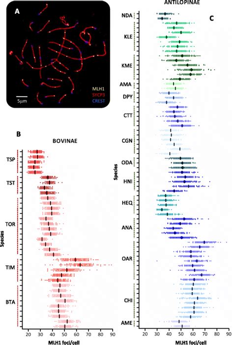 Intraspecific And Interspecific Variability In Recombination Rates A Download Scientific