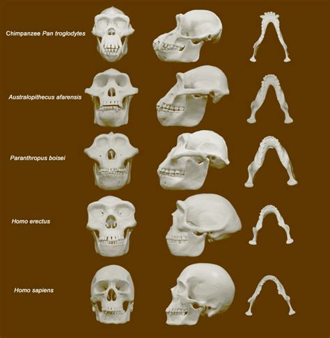 Homo Erectus Skull Vs Homo Sapien Skull