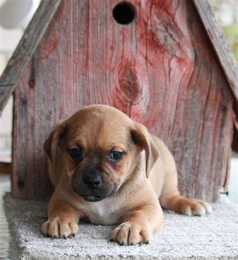 Puggle For Sale Sugarcreek Oh Male Ace Ac Puppies Llc