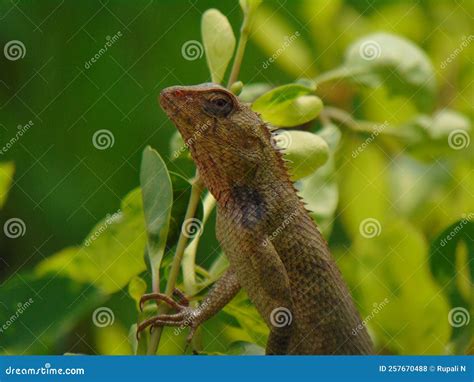 Chameleon In Brown Color With Spikes Stock Photo Image Of Green