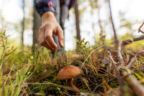 Woman Picking Mushroom In The Forest Stock Photo Adobe Stock