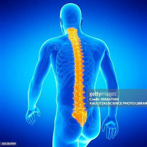 Lumbar Spine Anatomy High Res Illustrations Getty Images