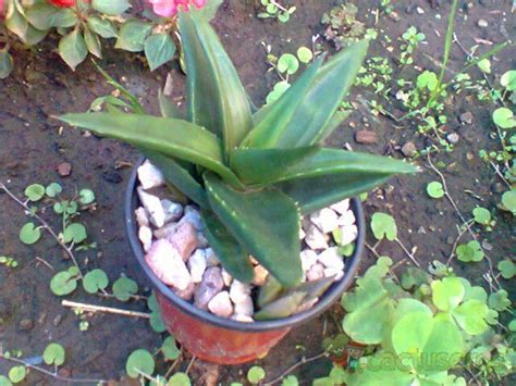 Alworthia Cv Black Gem Haworthia Cymbiformis X Aloe Speciosa