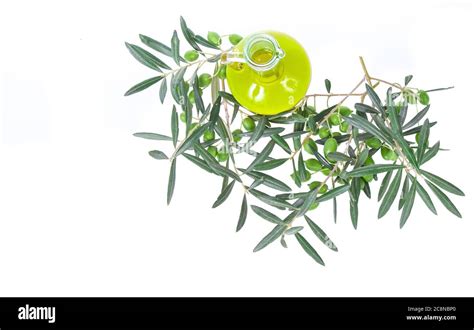 Glass Bottle Wtih Extra Virgin Olive Oil And Olive Branches Olive Tree