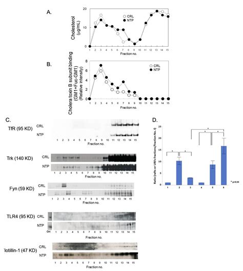 Ijms Free Full Text Neuroprotection By Neurotropin Through