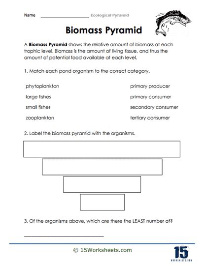 Ecological Pyramid Worksheets 15