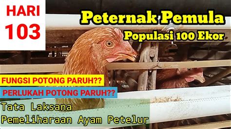 Memelihara Ayam Petelur Dari Doc Sampai Produksi Umur 103 Hari Youtube