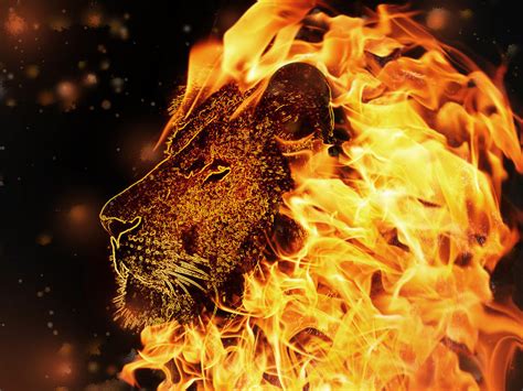 Lion Fire By 88reset On Deviantart