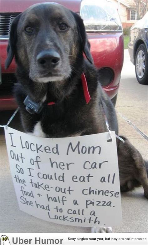 Hilarious Dog Shaming | Funny Pictures, Quotes, Pics, Photos, Images. Videos of Really Very Cute ...