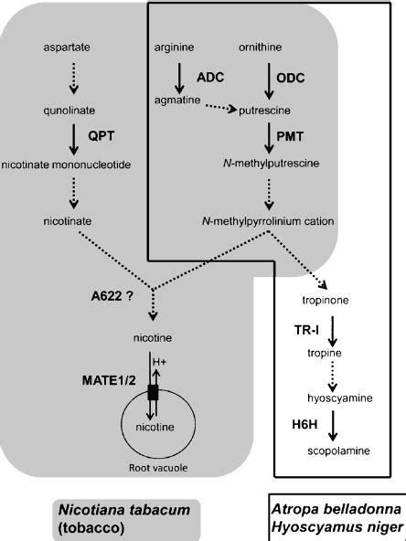 Biosynthetic Pathways Of Nicotine And Tropane Alkaloids Simplified