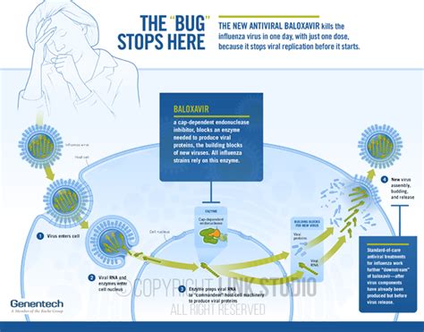 Influenza and the Antiviral, Baloxavir - Link Studio - Medical Illustration