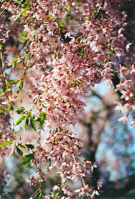 Weeping Higan Cherry Prunus Subhirtella Pendula Rosea At Connon