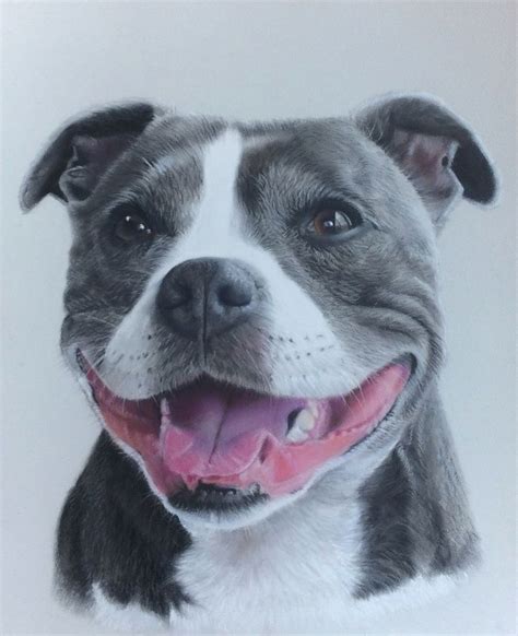 Staffordshire Bull Terrier Pet Portrait Pet Portraits Animal