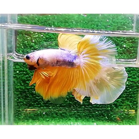 Ekm085 Yellow Fancy Halfmoon Erkek Betta L