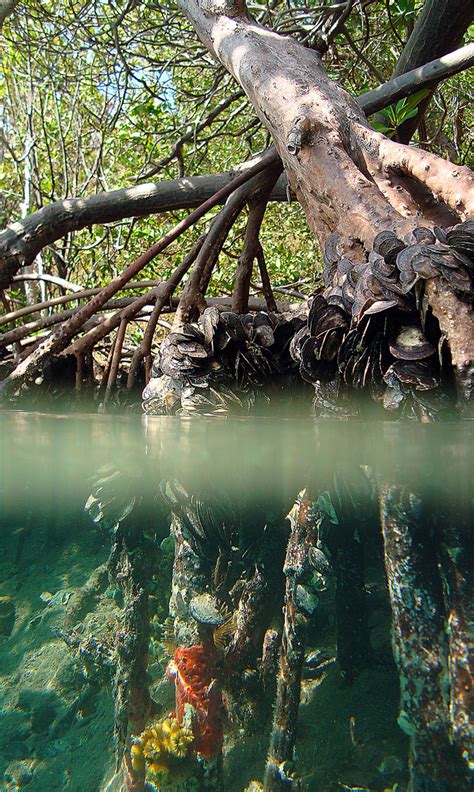 Mangroves Virgin Islands National Park Us National Park Service