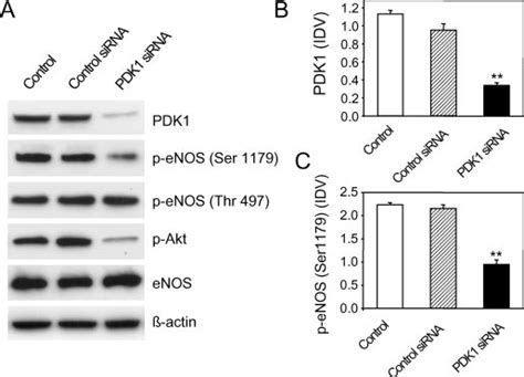 Pdk1 Gene Silencing Induced Akt Deactivation And Enos Serine 1179 Download Scientific Diagram