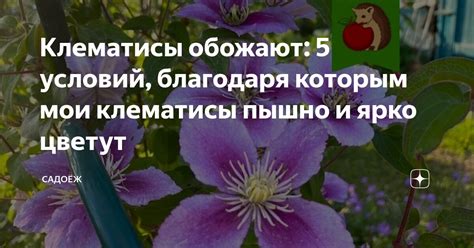 Клематисы обожают: 5 условий, благодаря которым мои клематисы пышно и ...