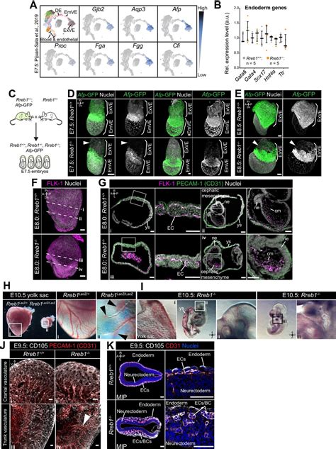 Spatiotemporal Transcriptomic Maps Of Whole Mouse Embryos 57 Off