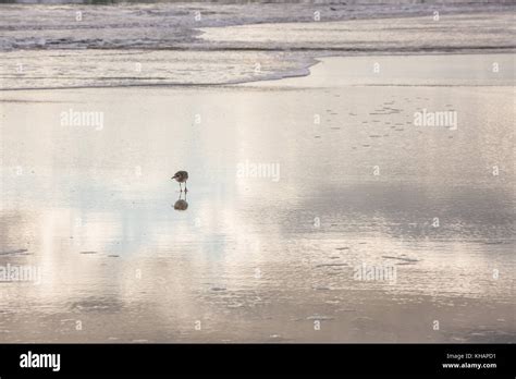 Royal Terns Of Daytona Beach Stock Photo Alamy