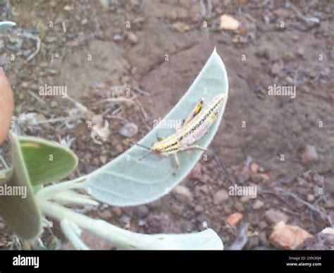 Elegant Grasshopper Zonocerus Elegans Insecta Stock Photo Alamy