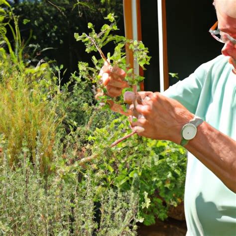 How To Start An Indoor Herb Garden Tips For Planting And Growing Herbs