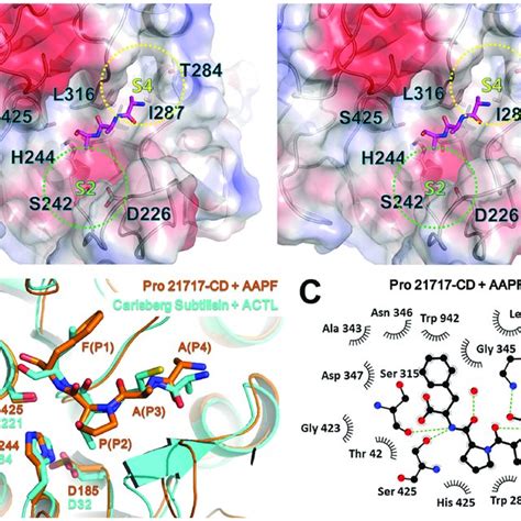 Substrate Binding Mode Of Pro Cd A Stereoview Of The