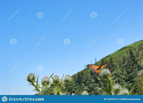 Butterfly Taking Off From Flower Cotton Thistle Stock Image Image Of