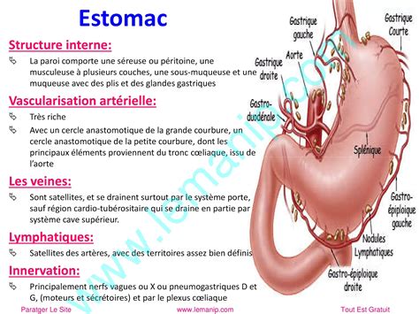 Anatomie De Lappareil Digestif