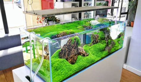 Cara Membuat Aquascape Aquascape Indonesia