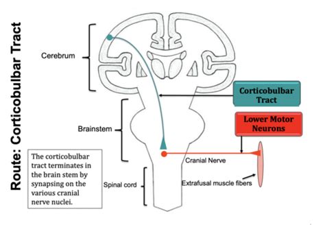 Corticobulbar Fibers And Cranial Nerves Flashcards Quizlet